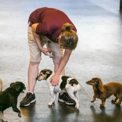 Uptown Hounds Small Dog area shows an employee with a maroon shirt taking care of a bunch of small dogs.